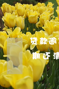 贷款逾期一次还能申请信用卡吗(贷款严重逾期还清多久能申请信用卡)
