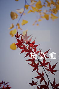 贷款逾期三次影响政审吗