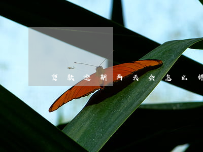 贷款逾期两天会怎么样(贷款逾期一两天)