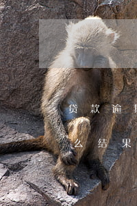 贷款逾期二十天会怎样(逾期二十多天,会有什么结果)