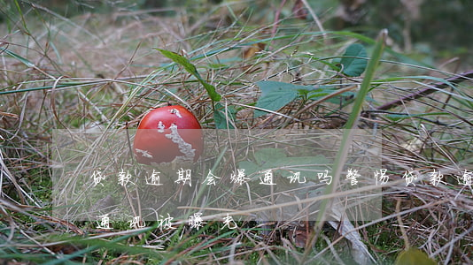 贷款逾期会爆通讯吗，警惕！贷款逾期可能导致通讯被曝光