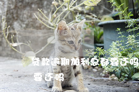 贷款逾期加利息都要还吗(贷款逾期加利息都要还吗)