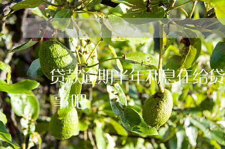 贷款逾期半年利息在给(贷款利息逾期一天没事吧)