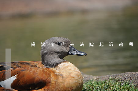 贷款逾期去法院起诉 逾期贷款被起诉怎么办