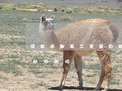 贷款逾期发工资会自动扣(银行贷款到期会自动扣款吗)