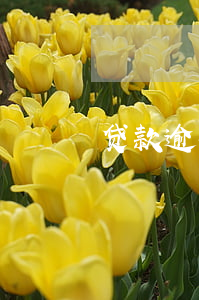 贷款逾期后还款顺序（信用卡逾期后还款顺序）