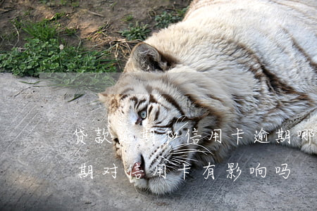 贷款逾期和信用卡逾期哪个严重（几笔贷款逾期对信用卡有影响吗）