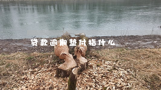 贷款逾期垫付指什么