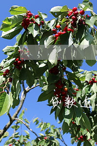 贷款逾期多久恢复信用 贷款逾期可以恢复吗
