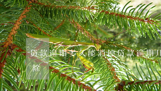 贷款逾期多久能消掉(贷款逾期几年后可以消除)