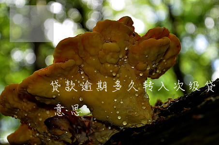贷款逾期多久转入次级 贷款逾期次级是什么意思
