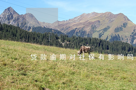 贷款逾期对社保有影响吗