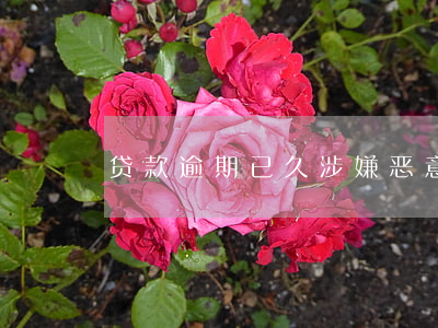 贷款逾期已久涉嫌恶意