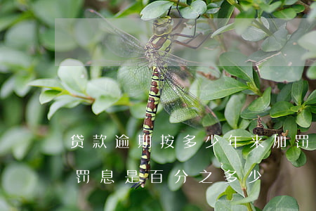 贷款逾期按多少年来加罚(国家规定贷款逾期罚息是百分之多少)