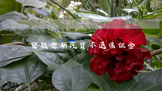 贷款逾期汽贸不退保证金