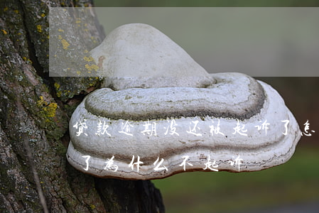 贷款逾期没还被起诉了怎么办(贷款逾期一年了为什么不起诉)