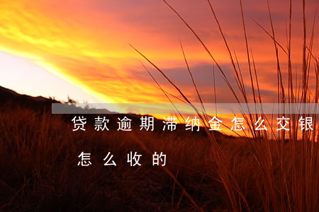 贷款逾期滞纳金怎么交(银行逾期的滞纳金是怎么收的)