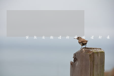 贷款逾期理财保险(理财保险逾期延迟多久)