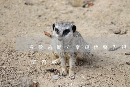 贷款逾期立案短信警告(银行贷款逾期短信提醒内容)