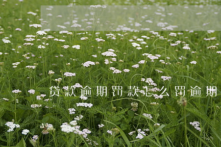贷款逾期罚款怎么罚(逾期贷款罚息)