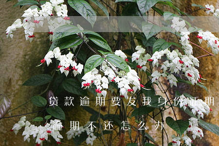 贷款逾期要发我身份证(朋友拿我身份证贷款逾期不还怎么办)
