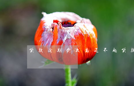 贷款逾期费太高还不起(贷款逾期限高)