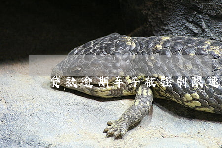 贷款逾期车子被强制限速(贷款车是否被限速)