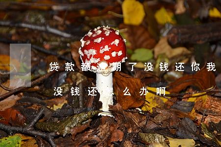 贷款都逾期了没钱还(你我贷逾期了一年多了没钱还怎么办啊)