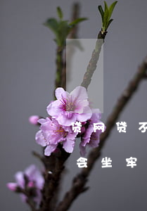 贷网贷不还起诉有影响吗(网贷不还被起诉了会坐牢吗)