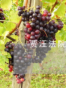 贾汪法院宿舍可以买吗