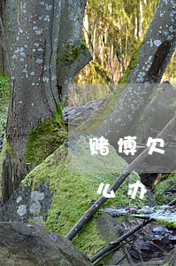 赌博欠了十几万网贷(赌博欠了网贷十几万怎么办)