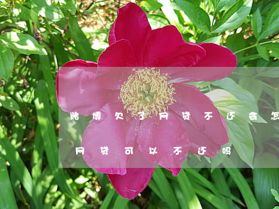赌博欠了网贷不还会怎么样(网络上赌博欠的网贷可以不还吗)