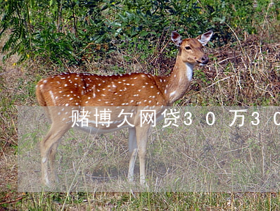 赌博欠网贷30万(30岁赌博欠网贷十几万)