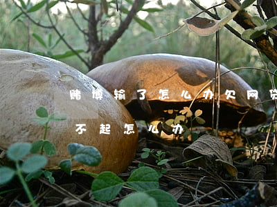 赌博输了怎么办欠网贷(网赌输钱网贷欠钱还不起怎么办)
