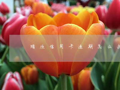 赌徒信用卡逾期怎么办