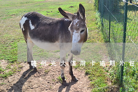 赣州光大信用卡逾期外包会上门吗