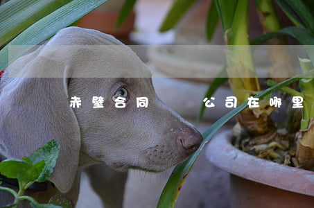 赤壁合同糾紛公司在哪里