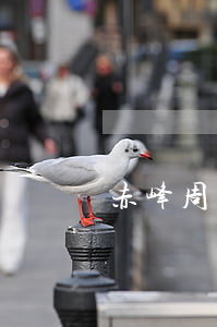 赤峰周巖巖開設(shè)賭場罪(赤峰周巖巖開設(shè)賭場罪)