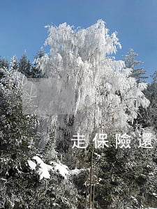 走保險還用花錢嗎(走保險還用花錢嗎)