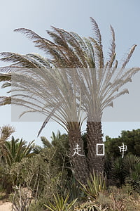 走讀申請書范文