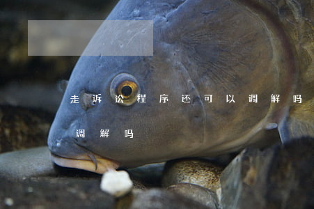 走诉讼程序还可以调解吗(走诉讼程序还可以调解吗)