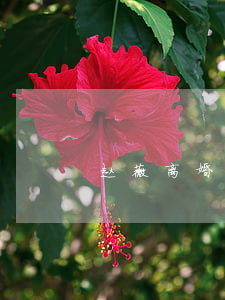 赵薇离婚了