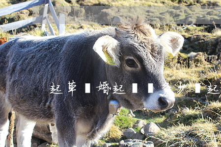 起草離婚起訴書多少錢(起草離婚訴訟樣本)