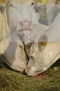 起訴4萬(wàn)律師費(fèi)用大概多少(2萬(wàn)元起訴費(fèi)和律師費(fèi)一般需多少錢(qián))