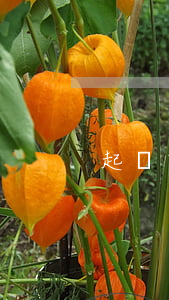 起訴京東商城南丁口罩