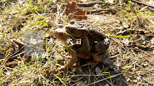 起訴京東次日達-京東起訴了,要求一次性還清所有賬單