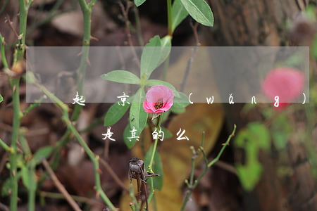 起訴京東網(wǎng)店要多少錢 京東起訴是真的么