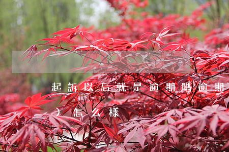 起訴以后就是逾期嗎(逾期起訴了會(huì)怎么樣)
