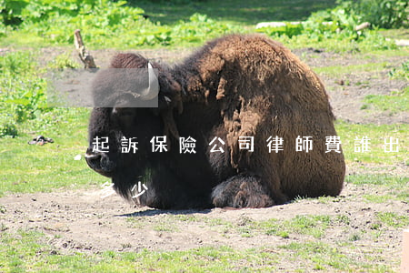 起訴保險公司律師費誰出(起訴保險公司費用多少)
