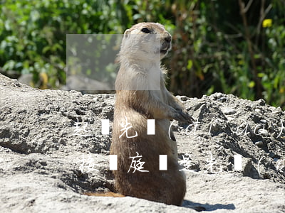 起訴先調(diào)解好嗎(被起訴后是直接開庭還是先調(diào)解)